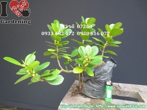 Cây Da Nhật Giống Mới Có Trái (Cao 20cm – Ms: 07260)