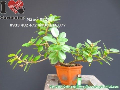 Cây Da Nhật Trái Mini (Cao 25cm – Ms: 07261)