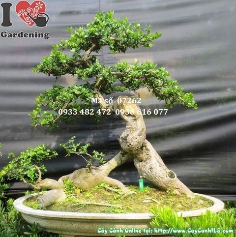 Cây Duối Bonsai Dáng Đẹp (Cao 110cm, hoành 51cm – Ms: 07262)