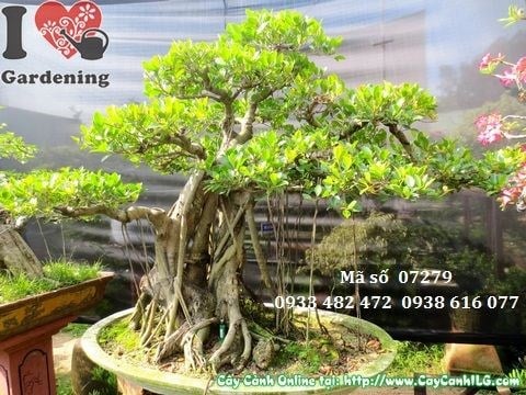 Cây Gừa Núi Bonsai Cổ Thụ (Cao 120cm – Ms: 07279)