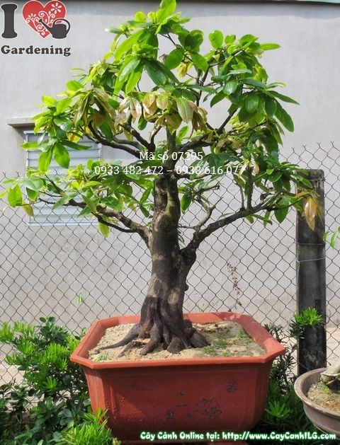 Cây Mai Vàng Bonsai (Cao 1m2 – Ms: 07295)