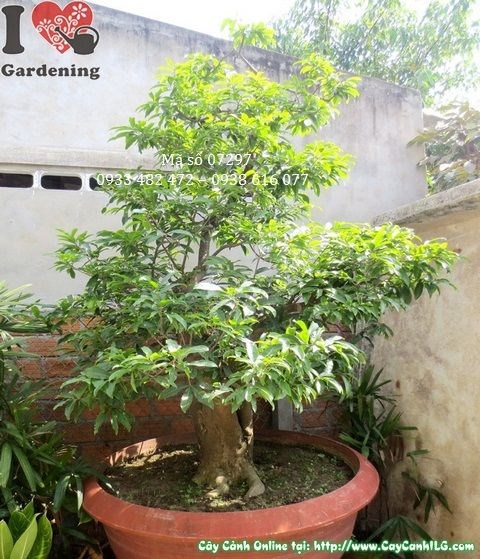 Cây Mai Vàng Bonsai Cổ Thụ (Cao 2m3 – Ms: 07297)