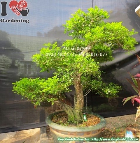 Cây Nguyệt Quế Bonsai Già (Cao 100cm, hoành 41cm – Ms: 07299)