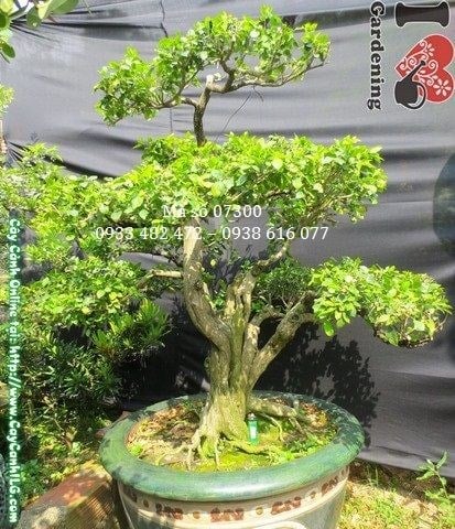 Cây Nguyệt Quế Bonsai Già Đẹp (Cao 100cm, hoành 37cm – Ms: 07300)