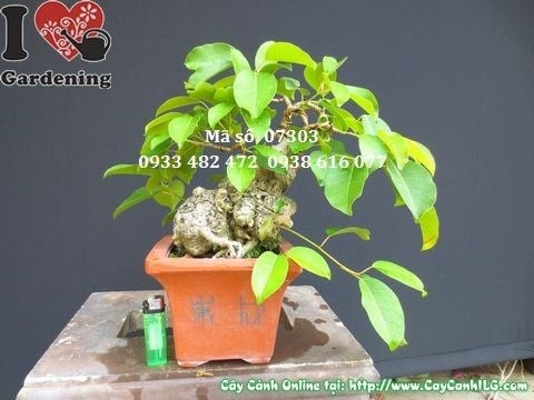 Cây Sộp Bonsai Mini Đẹp (Cao 25cm, hoành 38 cm – Ms: 07303)