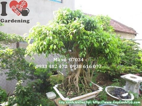 Cây Sanh Bonsai Bám Đá Đẹp (Cao 110cm – Ms: 07304)