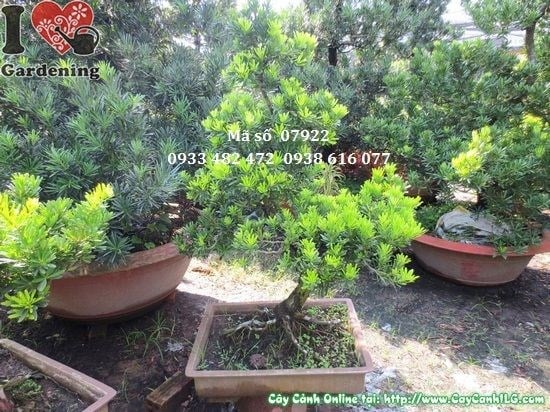 Cây Vạn Niên Tùng Kim Cương Bonsai Dáng Trực (Cao 1m – Ms: 07922)