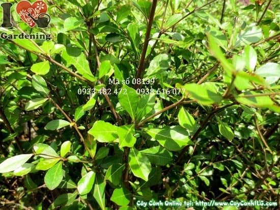 Cây Bàng Đài Loan Giống (Cao 40cm – Ms: 08139)