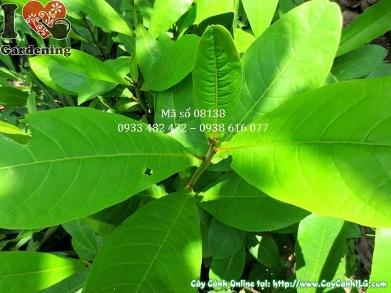 Cây Bàng Giống Cao (Cao 50cm – Ms: 08138)