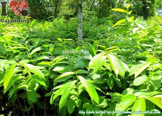 Cây Bằng Lăng Nước Giống (Cao 1m – Ms: 08140)