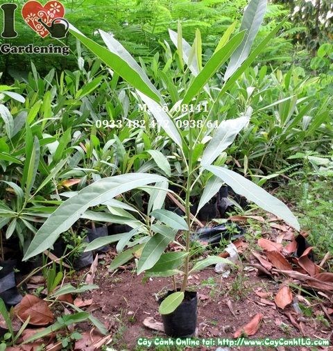 Cây Chuông Vàng Giống (Cao 30cm – Ms: 08141)