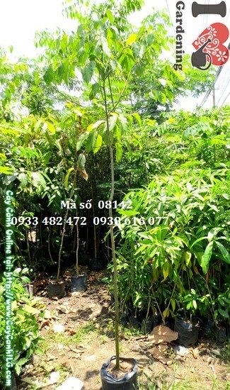 Cây Dầu Giống (Cao 2,5m – Ms: 08142)