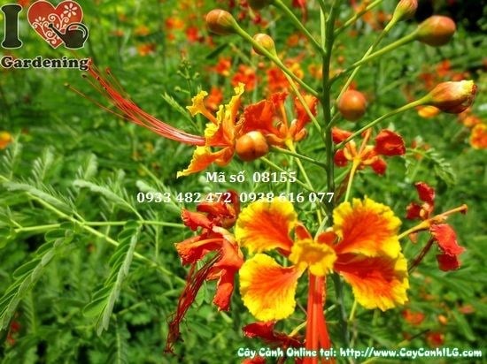 Cây Điệp Cúng (Cao 1,1m – Ms: 08155)