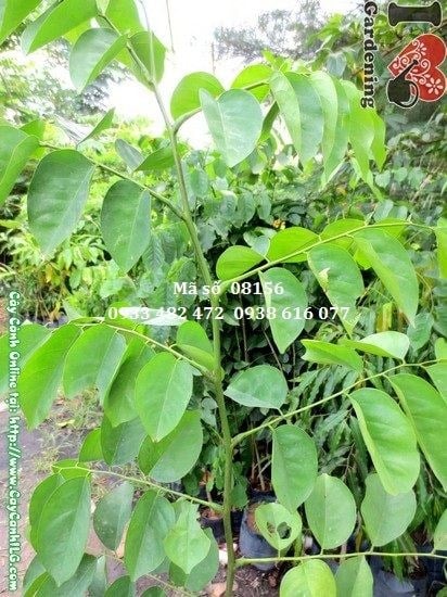 Cây Giáng Hương Giống (Cao 1,5m – Ms: 08156)