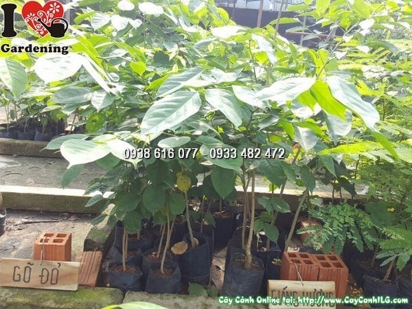 Cây Giáng Hương Giống (Cao 40cm – Ms: 08157)