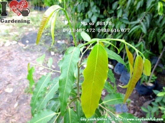 Cây Hoàng Nam Giống (Cao 1m – Ms: 08178)
