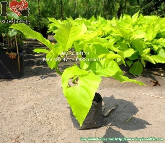 Cây Lá Trắng (Cao 25cm – Ms: 08179)