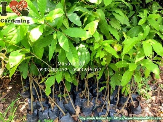 Cây Lộc Vừng Giống (Cao 80cm – Ms: 08181)
