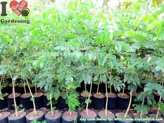 Cây Me Tây Giống (Cao 1,4m – Ms: 08199)