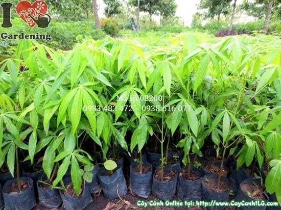Cây Mủ Trôm Giống (Cao 35cm – Ms: 08200)