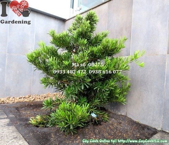 Cây Vạn Niên Tùng Cắt Tròn (Cao 1,2m – Ms: 08275)