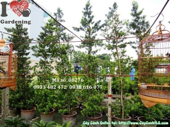 Cây Vạn Niên Tùng Đài Loan Tháp (Cao 4m – Ms: 08276)