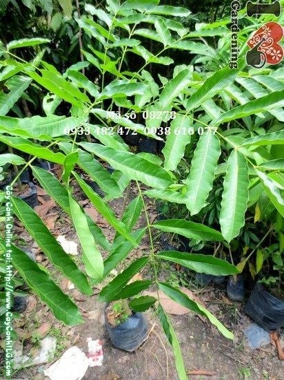 Cây Xà Cừ Giống (Cao 1m – Ms: 08278)