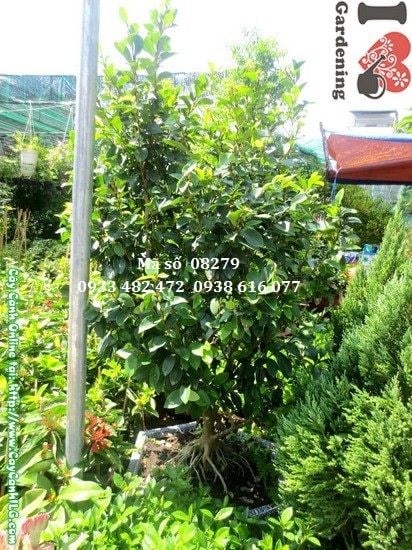 Cây Hàm Tiếu (Cao 1,5m – Ms: 08279)