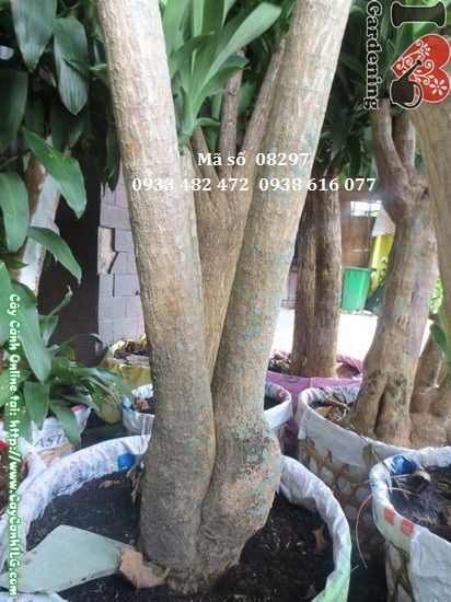 Cây Phát Tài Gốc Lớn Tán Đẹp (Cao 1,7m – Ms: 08297)