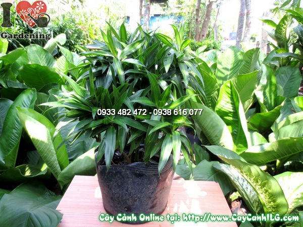 Cây Phất Dụ Trúc (Cao 40cm – Ms: 10646)
