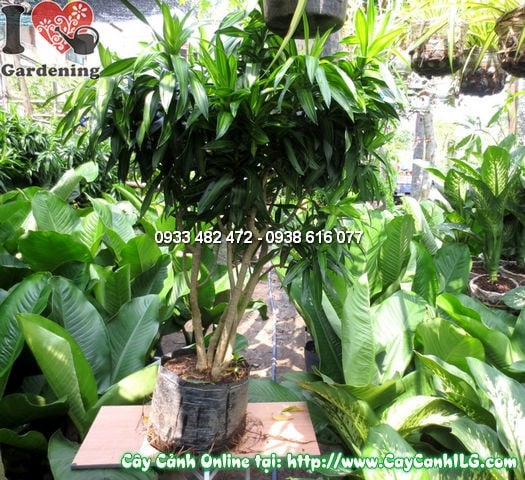 Cây Phất Dụ Trúc (Cao 120cm – Ms:10606)