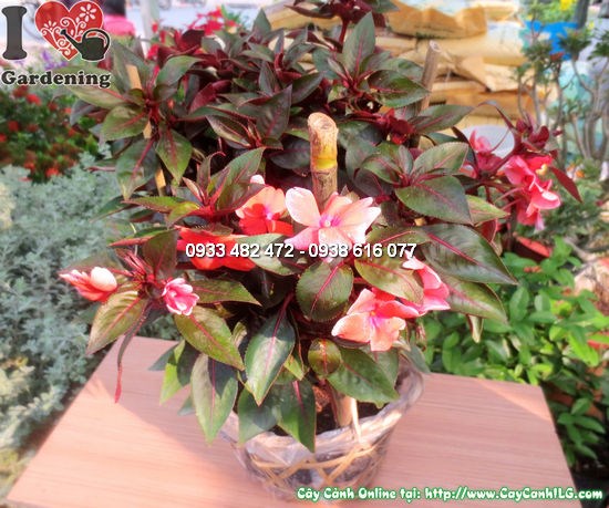 Cây Mai Dạ Thảo (Cao 30cm – Ms: 12163)