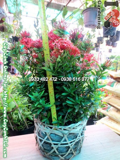 Cây Mẫu Đơn Đỏ (Cao 40cm – Ms:12170)