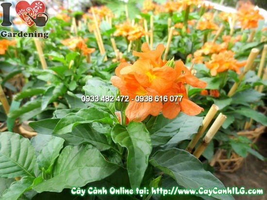 Cây Hỏa Hoàng (Cao 30cm – Ms: 12172)