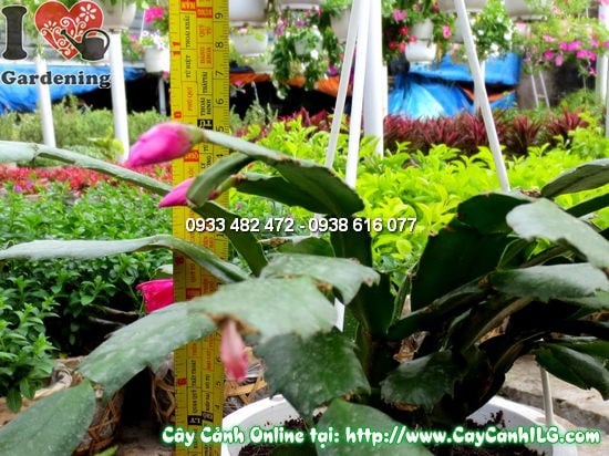 Cây Nhật Quỳnh (Cao 15cm – Ms:12188)