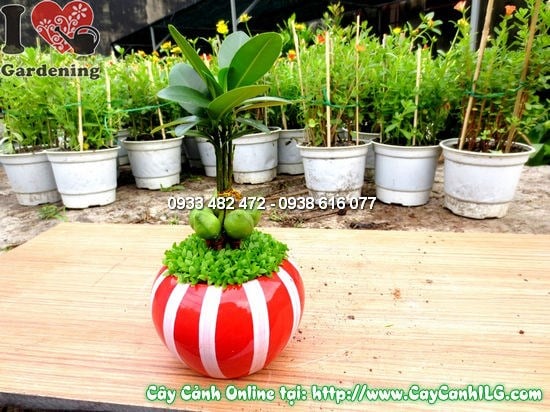 Cây Tài Lộc (Cao 10cm – Ms:12207)