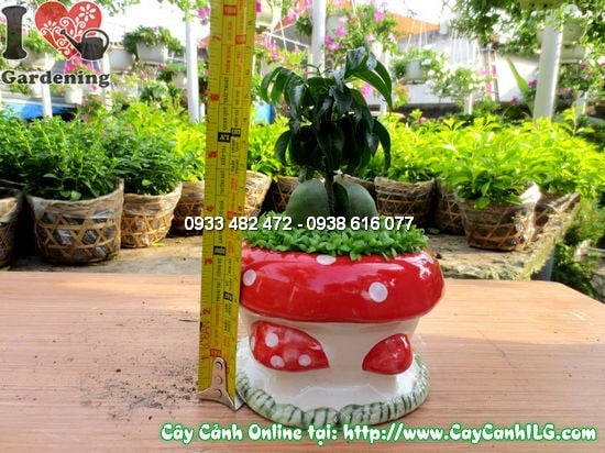 Cây Tài Lộc Cẩm Thạch (Cao 10cm – Ms:12208)