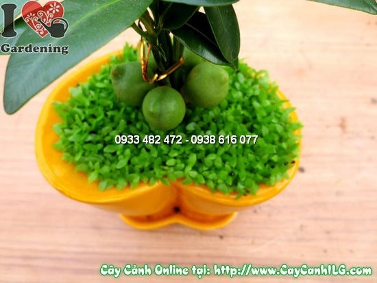 Cây Tài Lộc Chậu Trái Tim (Cao 10cm – Ms:12220)