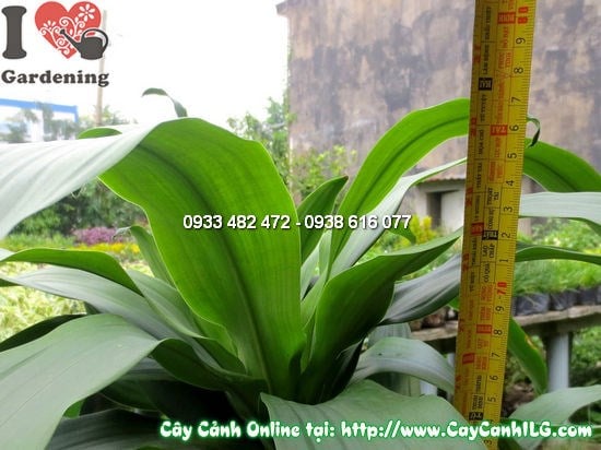 Cây Thiết Mộc Lan 5 Khúc (Cao 75cm – Ms: 12229)