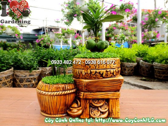Cây Tài Lộc Song Đôi (Cao 15cm – Ms:12230)
