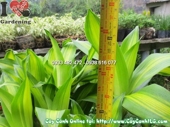 Cây Thiết Mộc Lan Gốc (Cao 45cm – Ms:12244)