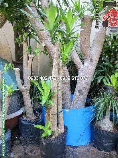 Cây Thiết Mộc Lan Khúc Cao (Cao 1,2m – Ms:12253)