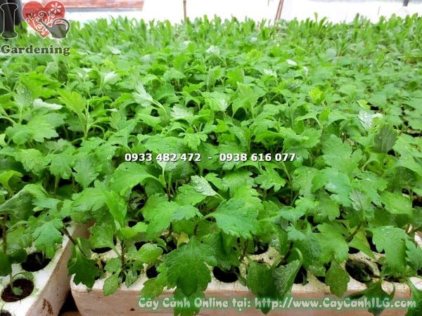 Cây Bông Cúc Giống (Ms: 14481)