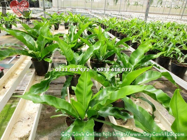 Cây Ráng Ổ Phụng (Cao 20cm – Ms: 14432)