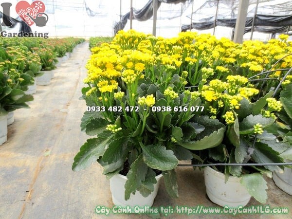 Cây Sống Đời Hoa Kép Vàng (Cao 25cm – Ms: 14494)
