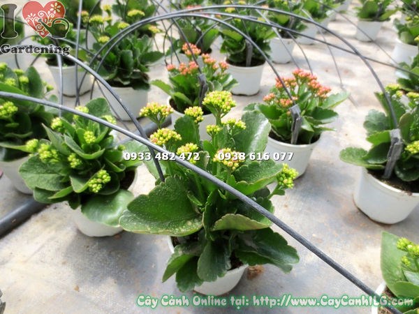 Cây Sống Đời Hoa Kép Mini (Cao 15cm – Ms: 14495)