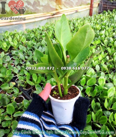 Cây Giống Sống Đời Hoa Đơn (Cao 10cm – Ms: 14518)