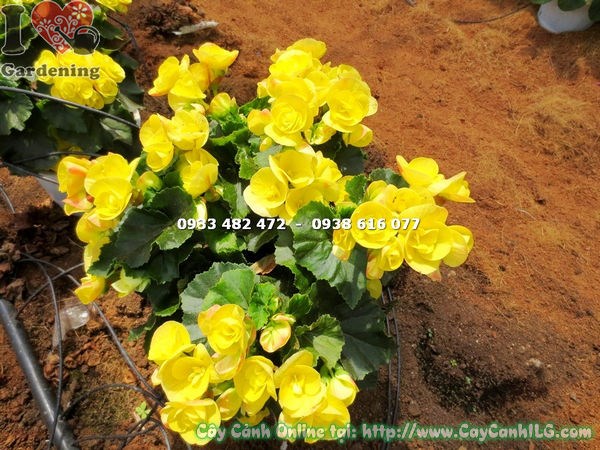 Cây Hải Đường Hoa Vàng (Cao 25cm – Ms: 14523)