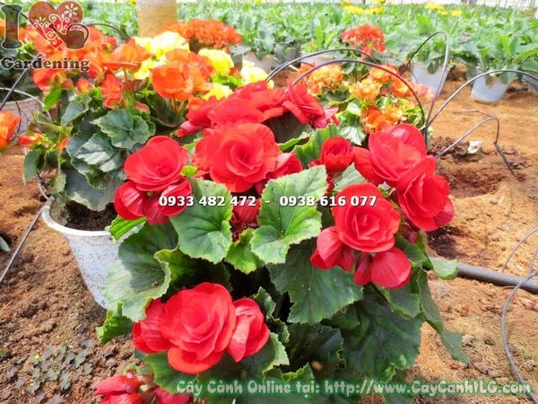 Cây Hải Đường Hoa Đỏ (Cao 25cm – Ms: 14525 )