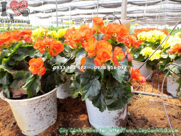 Cây Hải Đường Hoa Màu Cam (Cao 25cm – Ms:14527 )